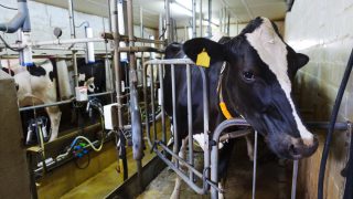 Calls for mandatory milk supply cuts, if voluntary measures don’t work