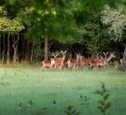 Over 4,600 deer hunting licences issued to date
