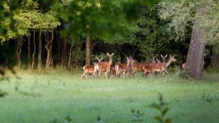 Over 4,600 deer hunting licences issued to date
