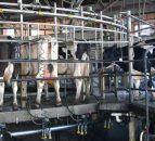 US milk production continues its upward trend for April