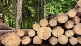 Could this new tool help maximise returns for forest owners?