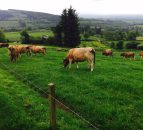 Should more dairy farmers use Aubrac bulls to clean up?