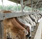China renews beef trade deal with Argentina, despite antibiotic contamination scare