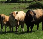 Experience first hand what Aubrac genetics can do for the beef herd