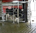 Pics and video: Using milking robots to bridge the gap between two farms