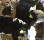 Continued growth in Northern Irish beef calf births in 2016