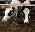 'Fall in EU milk price causing increase in the number of cows sent to slaughter'