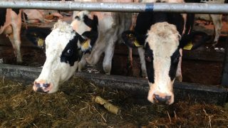 ‘Fall in EU milk price causing increase in the number of cows sent to slaughter’