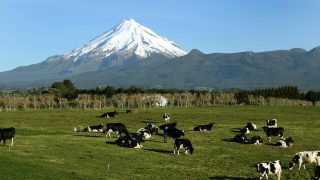 500 in-calf dairy cows stolen in mass cattle theft in New Zealand