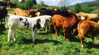 UFU seeks answers to cattle identity anomalies