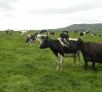 Finding the perfect balance between grazing and condition score