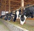 Australian dairy farmers to receive €357m in support