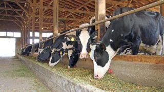 Canadian government to compensate dairy farmers for EU trade deal