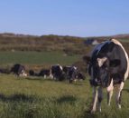 Dairy farmers to stage protest in Brussels later this month