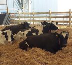 Lely's live robotic milking display returns to the Balmoral Show