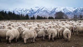 China’s No. 1 meat processor to invest €156m in New Zealand’s No. 1 livestock company