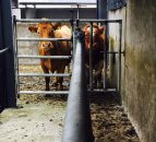 Government to fund new research on TB in cattle and the causes of the Fodder Crisis