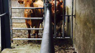 Government to fund new research on TB in cattle and the causes of the Fodder Crisis