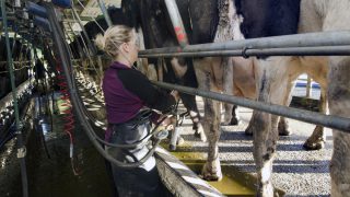 British spring peak milk set to hit 3 year low