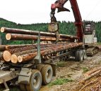 Applications to plant 17,000ac of forestry received in last 8 months