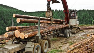 Applications to plant 17,000ac of forestry received in last 8 months