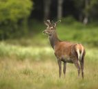 Should farmers be allowed to shoot deer without a licence?