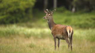 High standards are ‘key to growth of game meat exports’