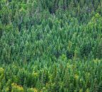 Coillte profits increase 64% on 2014 as debt drops
