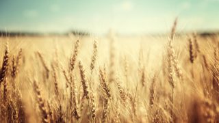 UK Government guarantees farm subsidies until 2020