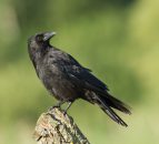Great advice on how to prevent crow attacks on crops