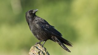 Great advice on how to prevent crow attacks on crops