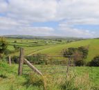 Dairy and beef cow numbers increase in Northern Ireland
