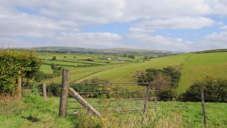 Dairy and beef cow numbers increase in Northern Ireland