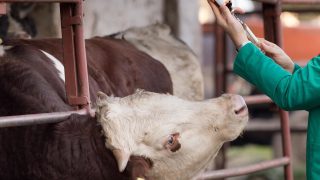 Risk of Bluetongue spreading to the UK highest in September