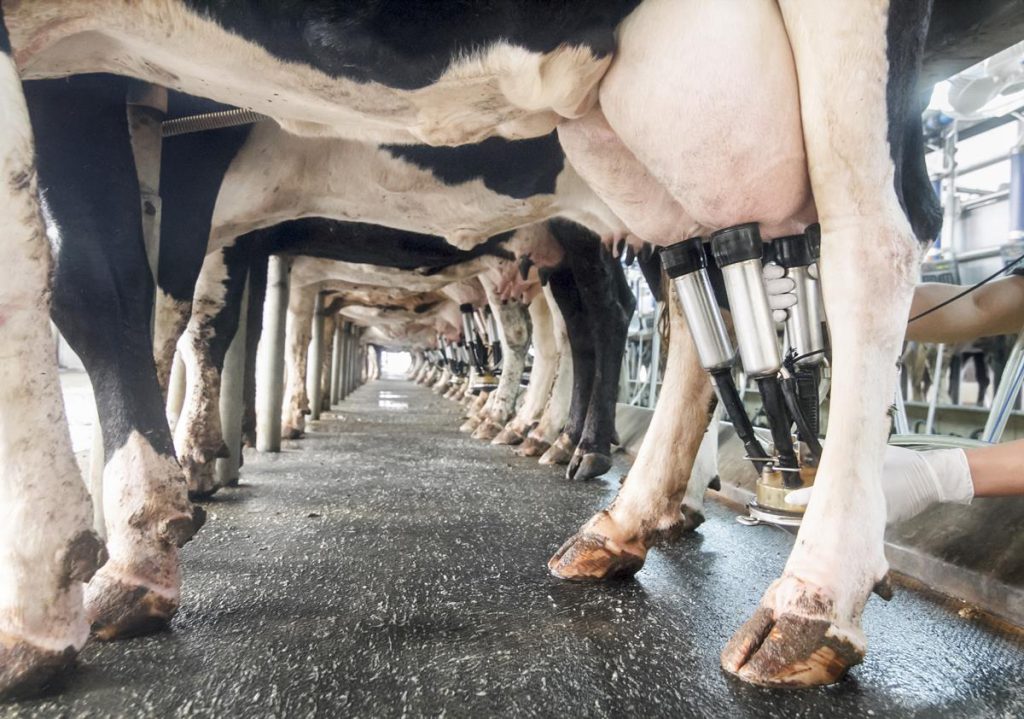 GDT lacpatrick fixed milk price, dairy, dairy prices, UK Dairy, dry cow, aurivo, lakeland dairies gdt