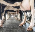 UK dairy processors increase price on the back of 'falling milk production'