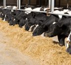 Australian dairy co-op says it paid its farmers €125m too much for milk