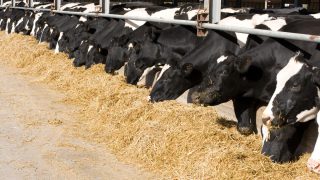 EU milk production continues to slow down in May