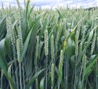 New molecule could boost wheat yields by 20%