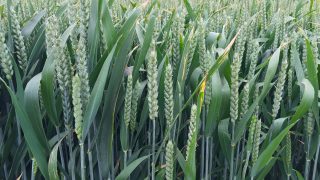 ‘Autumn-sown cereals in good condition, prior to first fertiliser application’