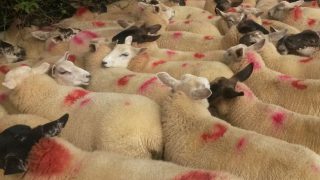 Almost 50% of Northern Irish lambs slaughtered down south in November