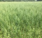 Grazing winter oats – a US perspective