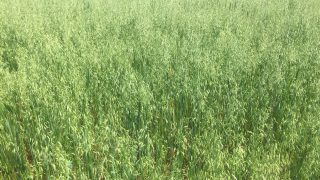 Grazing winter oats – a US perspective
