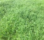 Brome grass becoming a 'major grassland weed problem' on tillage farms