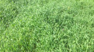 Brome grass becoming a ‘major grassland weed problem’ on tillage farms