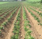 Drop in processing planting leads to third smallest potato area
