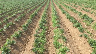 UK potato production hits lowest level since 2012