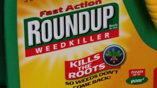 Glyphosate restrictions proposed by Europe include reduced pre-harvest use