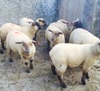 Almost 30,000 Northern Irish lambs slaughtered in the Republic in November