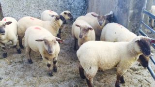 Almost 30,000 Northern Irish lambs slaughtered in the Republic in November